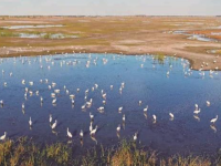 吉林莫莫格迎来候鸟迁徙高峰