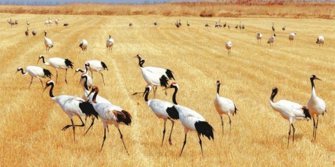 辽宁盘锦：鹤舞辽河口