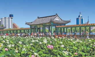 13处特色荷花展区接力“花开北京”