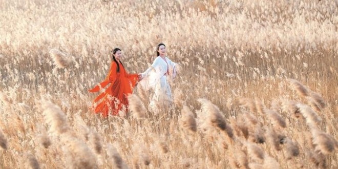 淄博高青：芦花飞雪 安澜诗画