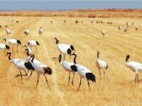 辽宁盘锦：鹤舞辽河口