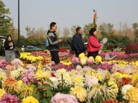 河南开封：菊香满城游客醉