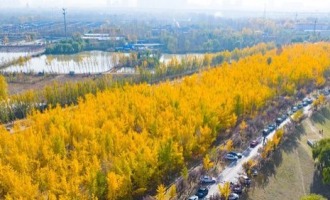 济南黄河银杏林观赏进入倒计时