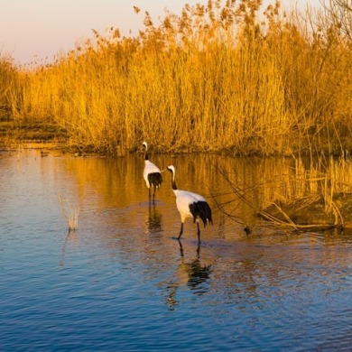 时隔两年再“归巢”！两只丹顶鹤现身南京新济洲新生岛