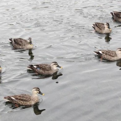 沈阳：水清鸭欢新开河