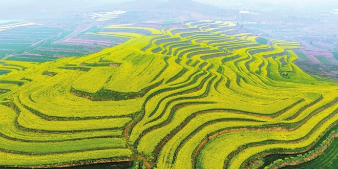 山西运城：油菜花开满梯田