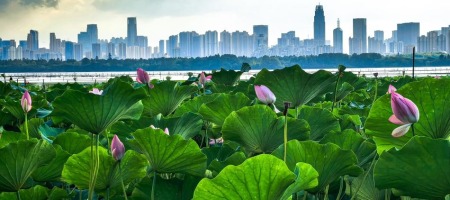 湖北武汉：碧水长天开画卷 荷风十里入东湖