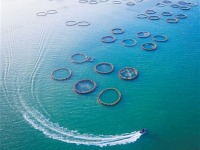 广东湛江：一湾海水 四季丰饶