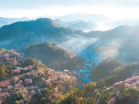 安徽黄山：深山梅花绽放迎客