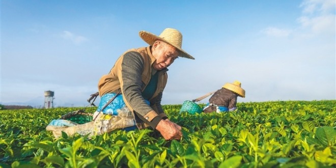 海南白沙：春茶采摘忙