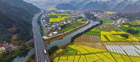 湖南通道：绘就金色春景