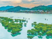 宁德福安全链条整治互花米草 重现碧海银滩