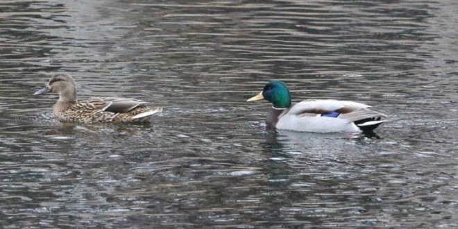 沈阳：水清鸭欢新开河