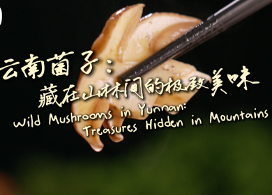 【从云南出发】云南菌子：藏在山林间的极致美味