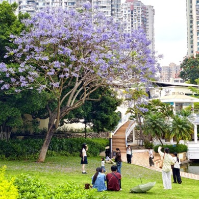 厦门蓝花楹“浪漫倾城”