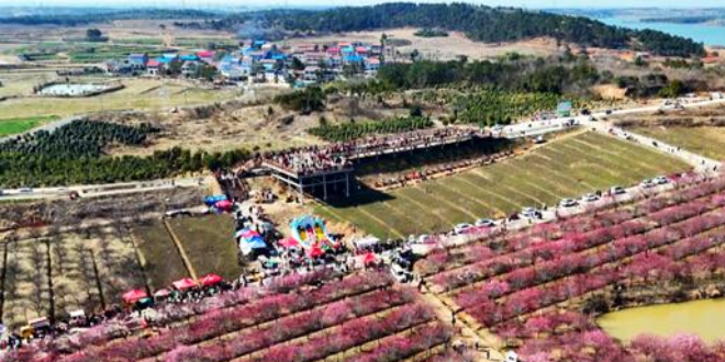 湖北孝昌：千亩梅园竞芬芳