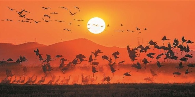 大连：灰鹤当空舞 天际分外红