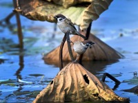 辽宁沈阳：“雀”跃荷塘