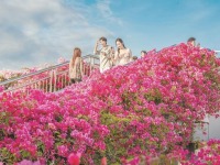 厦门“市花”三角梅迎来盛放期