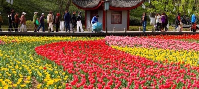 郁金香绽放引客来