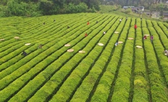 黔地早茶香！早茶成贵州茶产业新增长极