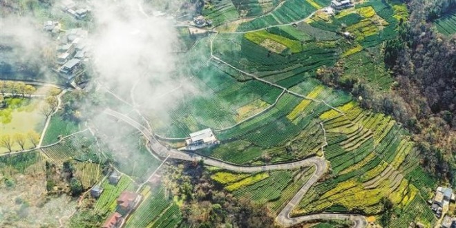 甘肃省陇南市：茶农采摘早春茶