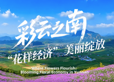 【从云南出发】彩云之南 “花样经济”美丽绽放