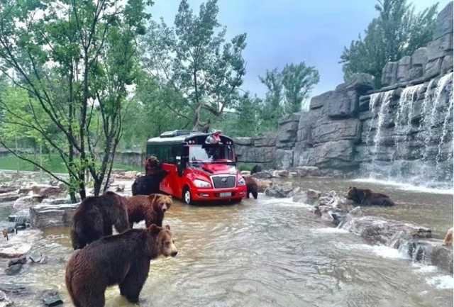 暑气蒸腾时,京味非遗带您品古琴清音里的悠然闲逸 暑气蒸腾时,京味非遗带您品古琴清音里的悠然闲逸_fororder_大暑2