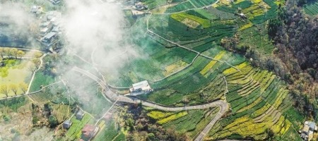 甘肃省陇南市：茶农采摘早春茶