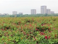 850亩花海 菊花争艳 金秋季节 武清邀你来观菊