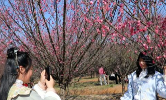 湖北孝昌：千亩梅园竞芬芳