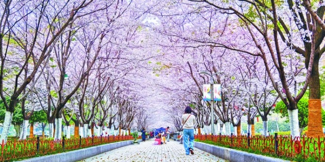 合肥：粉上春天