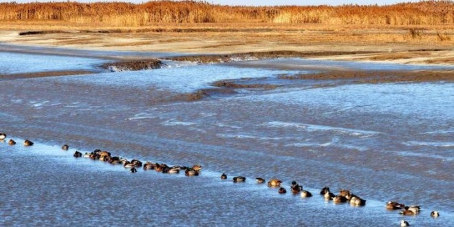 盘锦：成群候鸟壮观迁徙