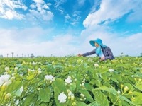 全球每10朵茉莉花6朵来自广西横州