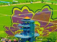 沈阳稻田画上新了
