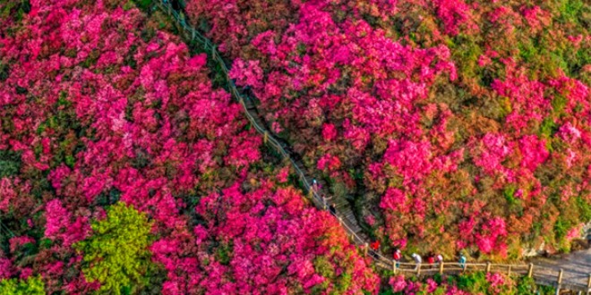 武汉木兰云雾山万亩杜鹃次第开