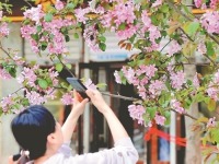 海棠不惜胭脂色 纵放繁枝扮冰城