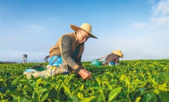 海南白沙：春茶采摘忙