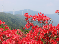 千亩映山红绵延湖南新邵岳坪峰_fororder_2