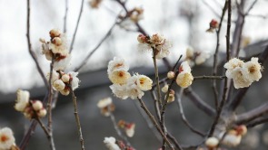 梅花飘香古城美