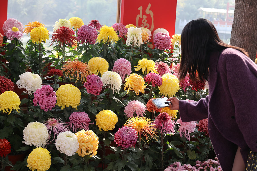 菊香满城游客醉_fororder_3