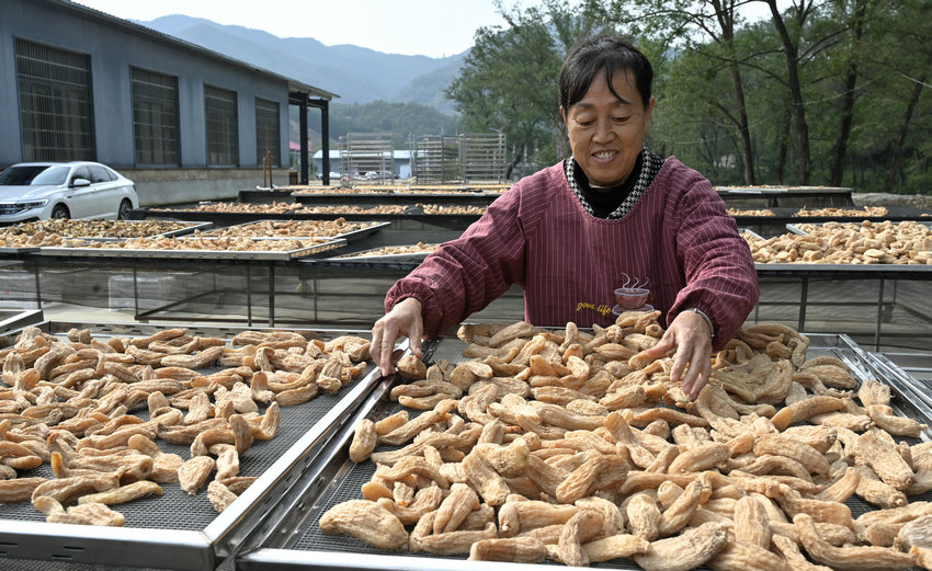 信阳市新县:林下“生金” 天麻成富民“金钥匙”_fororder_晾晒天麻(焦汉平 摄)