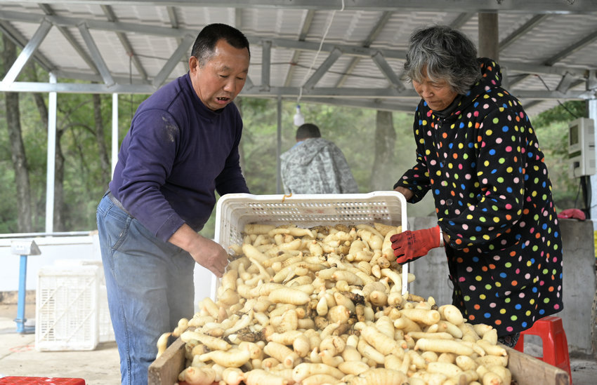 信阳市新县:林下“生金” 天麻成富民“金钥匙”_fororder_将筐里的天麻倒出(焦汉平 摄)