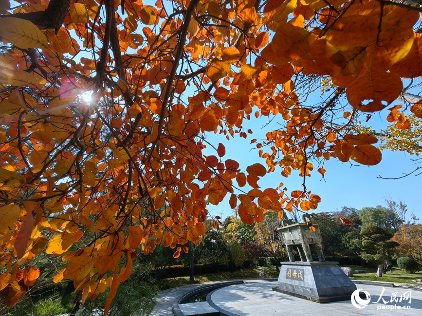 红黄交织美景 河南郑州赏秋正当时