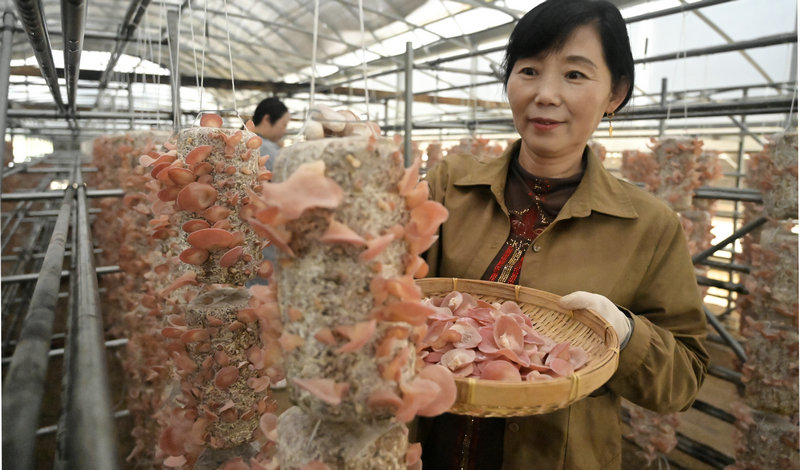 信阳市新县:小小“粉木耳” 变身“致富花”_fororder_采摘粉木耳(焦汉平 摄)