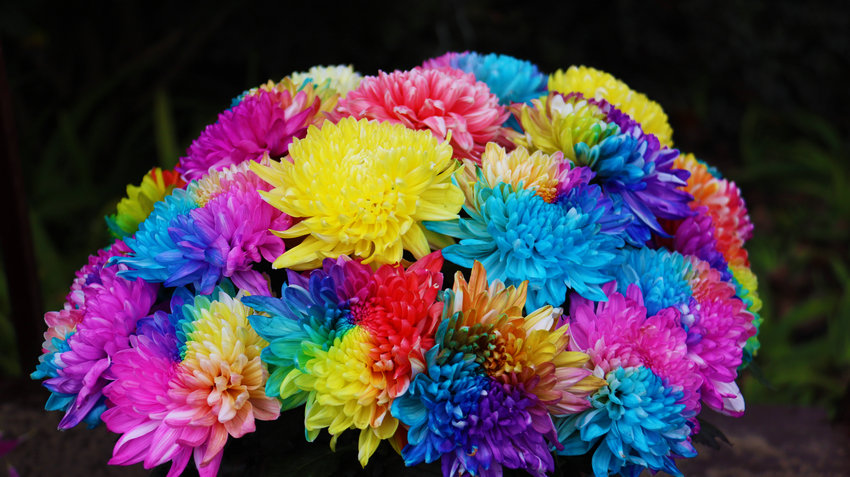 南阳市新野县:以菊为媒绘就农文旅融合新图景_fororder_五彩斑斓的菊花 摄影 王小军.JPG