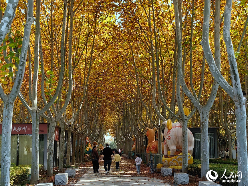 红黄交织美景 河南郑州赏秋正当时