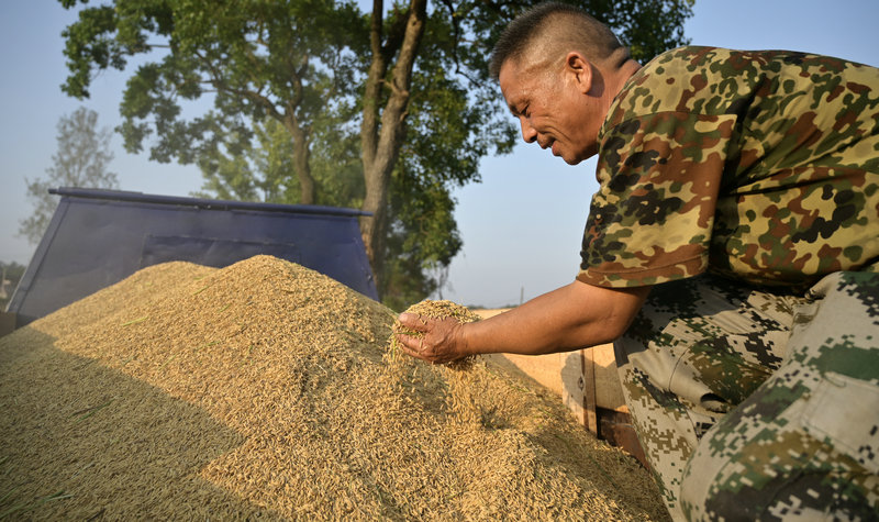 信阳市新县:开足马力抢收 确保秋粮颗粒归仓_fororder_捧起丰收的稻谷(焦汉平 摄)