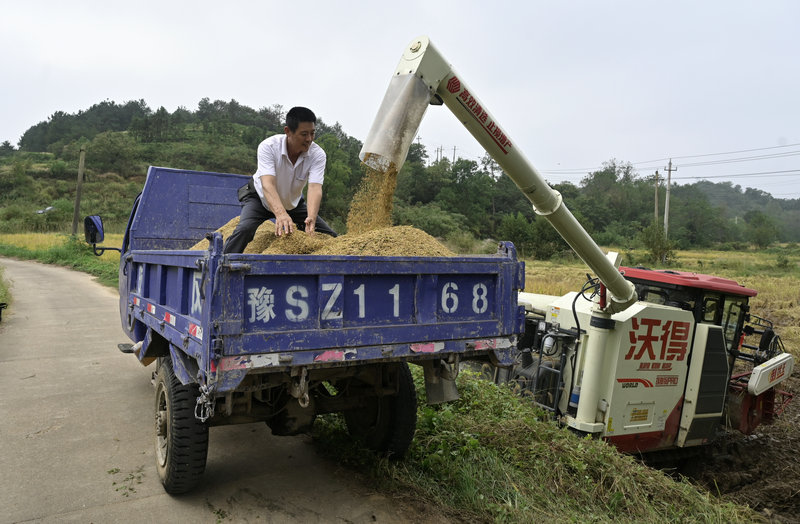 信阳市新县:开足马力抢收 确保秋粮颗粒归仓_fororder_机械收割(焦汉平 摄)