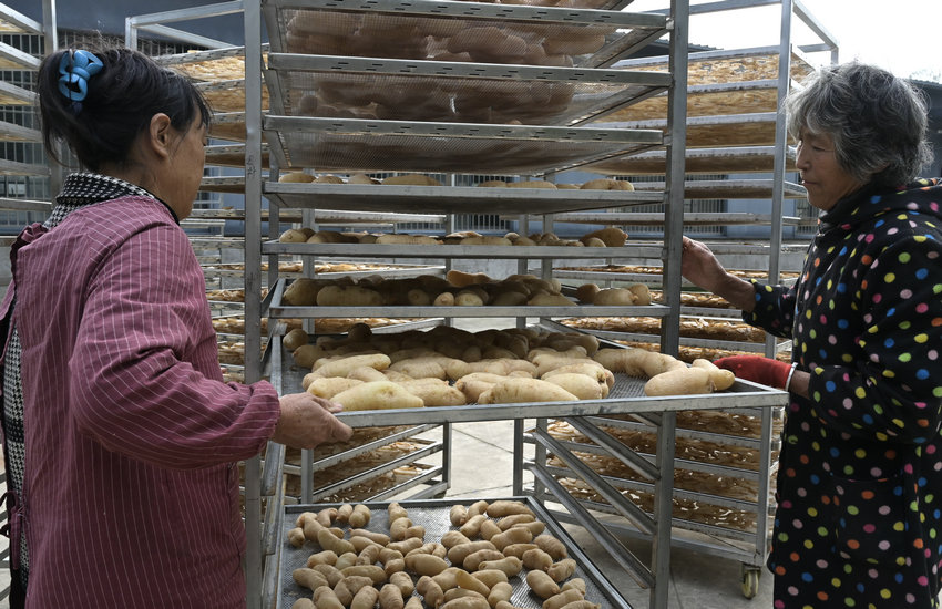 信阳市新县:林下“生金” 天麻成富民“金钥匙”_fororder_晾晒(焦汉平 摄)